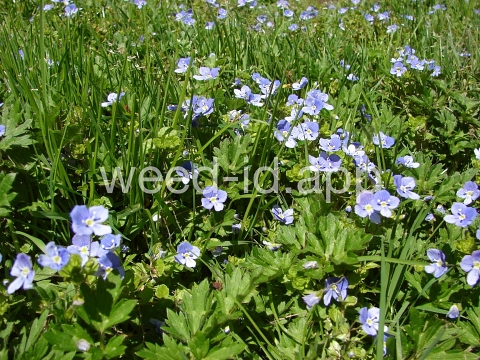 speedwell, Persian